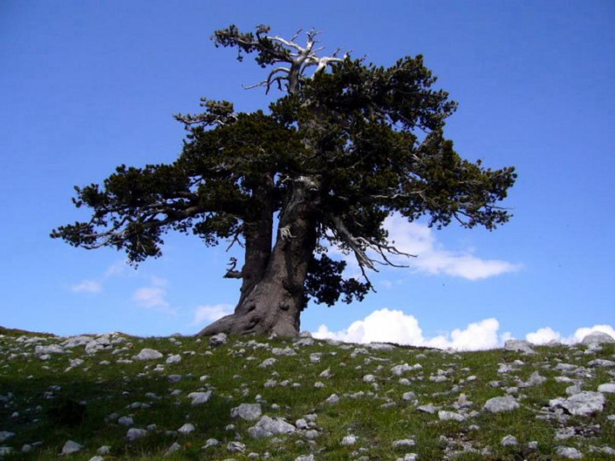 B&B Sole Del Pollino Rotonda Exteriér fotografie